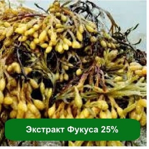 Купить Экстракт Фукуса