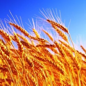 Куплю пшеницу рапс кукурузу пшеницу