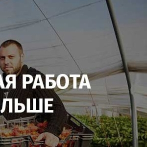 Сезонная работа в Польше! Сортировка саженцев