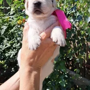 Золотистого ретрівера цуценята Ot Bahur 