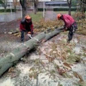 Корчевание пней, обрезка деревьев, сада, спил дерев, уборка участка Одеса