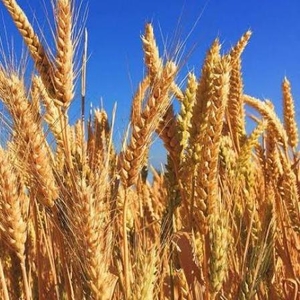 Закуповуємо продовольчу пшеницю