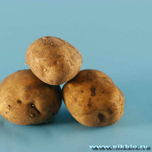Продам семена картофеля Санте