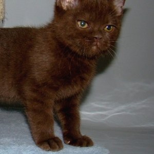Британский шоколадный кот,  носитель окраса циннамон. 
