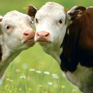 Продам молоко цельное,  коровье,  натуральное,  сырое,  жирность 3.6%-3.9%