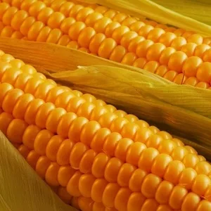 Продам семена кукурузы торговой марки Best corn