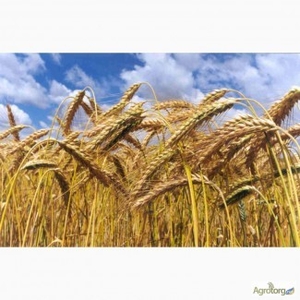 Покупаем пшеницу 3 кл. 4870 грн/т на НМТП (Николаев). ДП 