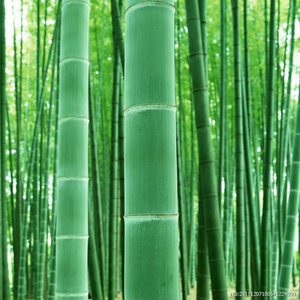 Cемена морозостойкого гигантского бамбука Моссо (Phyllostachys moso) 