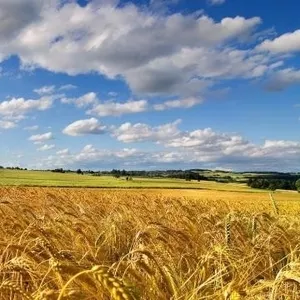 Закупаем дорого пшеницу,  кукурузу,  рапс,  подсолнечник