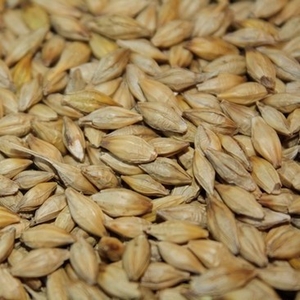 Куплю постоянно пшеницу кукурузу ячмень