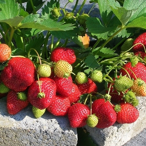 Продам элитные саженцы клубники сорта Мармолада.