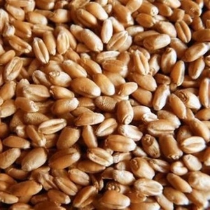 Продажа/покупка зерна, пшеницы, рапса